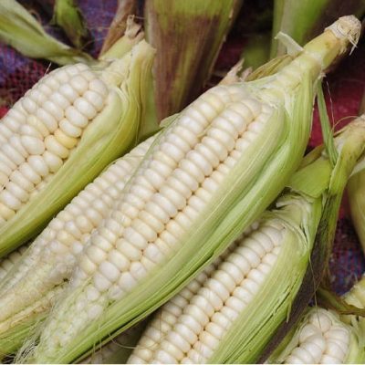 259-imagen-102542122022