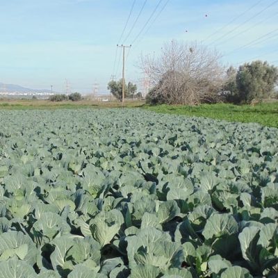 Como-Cultivar-Repollo-–-Guia-Completa-de-Cultivo-del-Repollo-desde-la-Siembra-hasta-la-Cosecha4