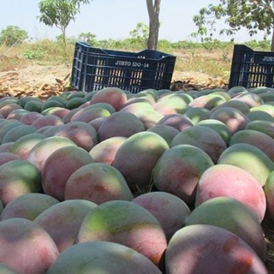 produccion-de-mango-en-peru-alcanzo-las-535-mil-toneladas-en-21473